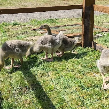 L'angeberdiere Lantställe Saint-Mars-sur-la-Futaie
