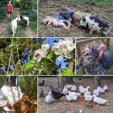 Lantställe L'angeberdiere Saint-Mars-sur-la-Futaie